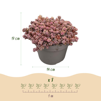Green boutiQ - Bodembedekker - Winterhard - Alpine Mix - 8 Planten - Diversen Kleuren  - Weinig Onderhoud - Pot 14 Hoogte 17 