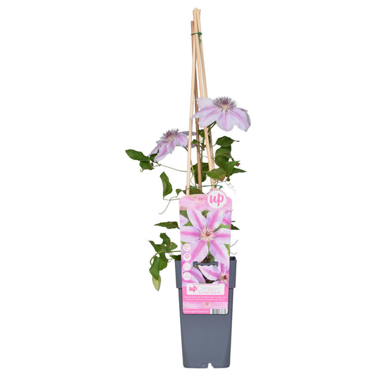 Clematis Nelly Moser – Blühfreudige Kletterpflanze – Zweifache Blüte – Weiß-Rosa – Ca. 65 cm hoch – Ø15 cm Topf – Für Garten, Spalier & Kübel 