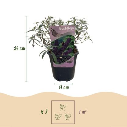 Schmetterlingsstrauch Buddleja davidii Purple Emperor – Blüte Lila – Schmetterlingsanziehend – 17 cm Höhe 25 cm – Pflegeleicht & Sonnentolerant 