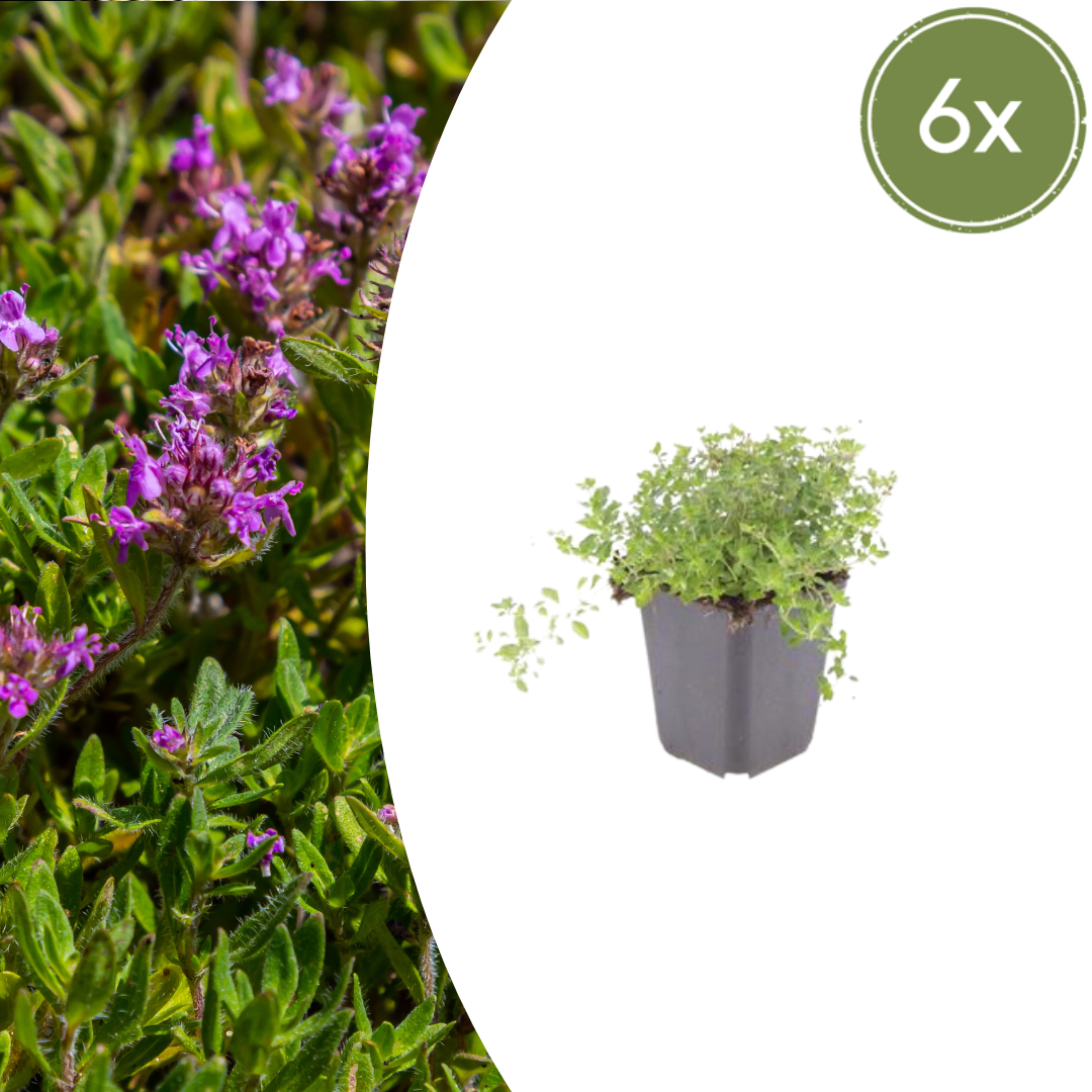 Thymus serpyllum Pflanzenset – 6 kräftige Sand-Thymian Pflanzen Ø9cm – Duftender Bodendecker für sonnige Standorte – Winterharte Kriechpflanze für Garten Wege Steinfugen Terrasse Bienenfreundlich 