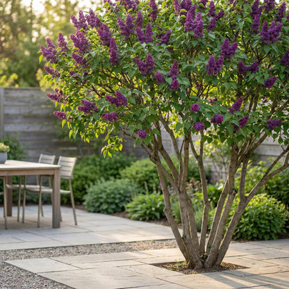 Green boutiQ - Garden Plant - Syringa vulgaris Ludwig Spath - Common Lilac - Hardy - Purple - 1 Plant - Pot 17cm - Height 45cm 