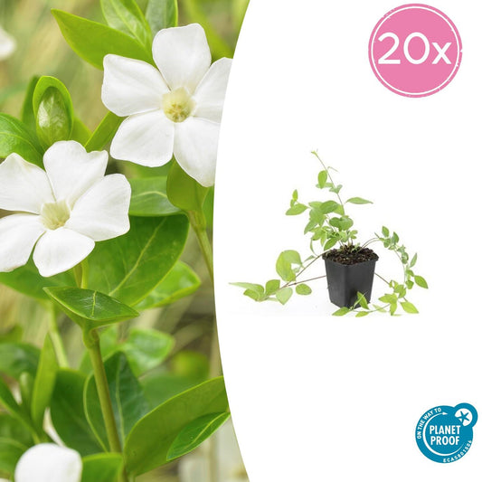 Vinca major 'Alba' – Großblättriges Immergrün – 20 Pflanzen – Ø9cm – ↕10–25cm – Weißblühender Bodendecker – Immergrün & Pflegeleicht – Für Schatten & Halbschatten