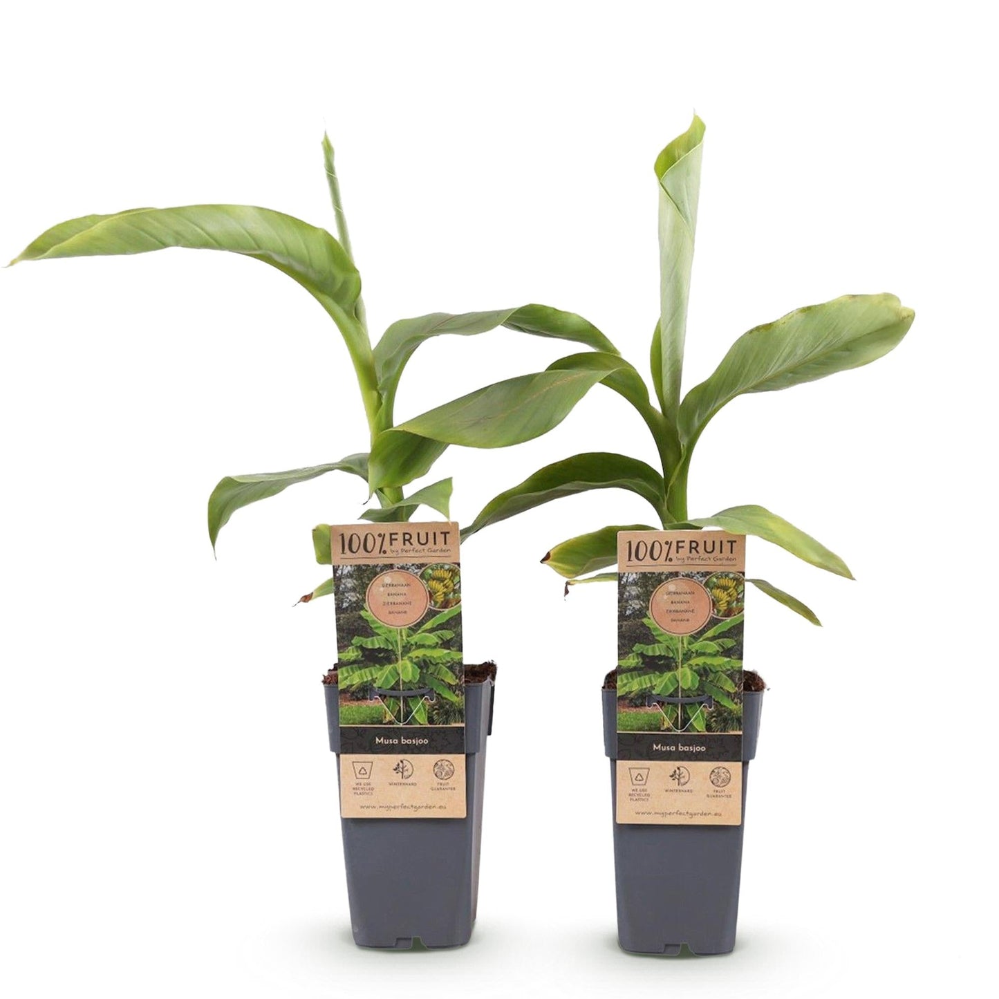 Japanische Faserbanane – Musa basjoo – Winterhart – 2 Pflanzen – Ø15 cm – Höhe ca. 50 cm – Tropische Optik & essbare Früchte – Pflegeleicht – Für Garten, Terrasse & Balkon 