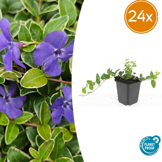 Vinca minor 'Ralph Shugert' – Immergrüner Bodendecker – 24 Pflanzen – Lavendelfarbene Blüten – 10–25 cm – Ø9 cm