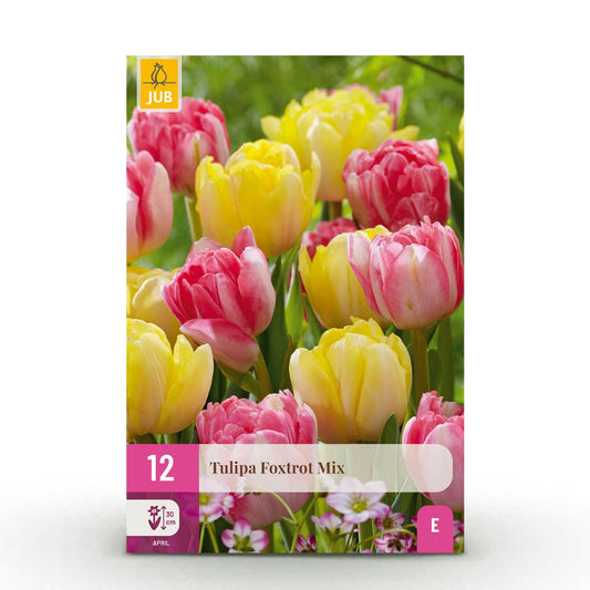 GreenboutiQ - Blumenzwiebeln - Tulpe Foxtrot Mix - Verschiedene Farben - 12 Stück - Zwiebelgröße 11/12 - XXL Pack 