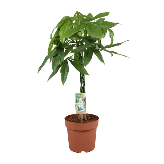 Glückskastanie - Pachira Aquatica - Zimmerpflanze - Ø21cm - ↕90cm