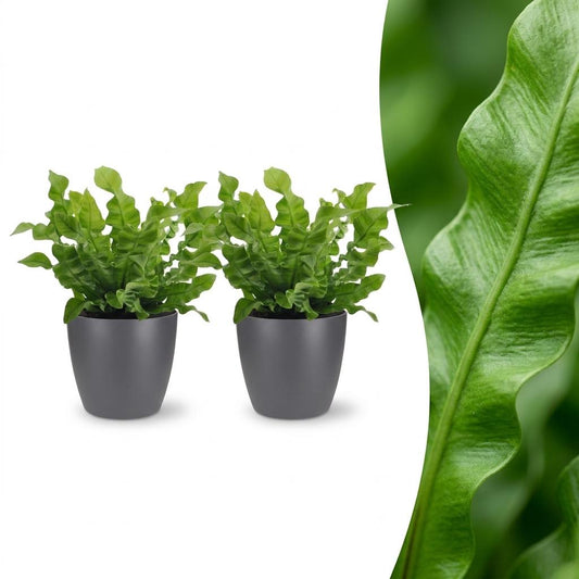 Krauser Wellenfarn 'Crispy Wave' – Asplenium nidus 'Crispy Wave' – 2 Pflanzen – Topf Ø12cm – Höhe 30cm