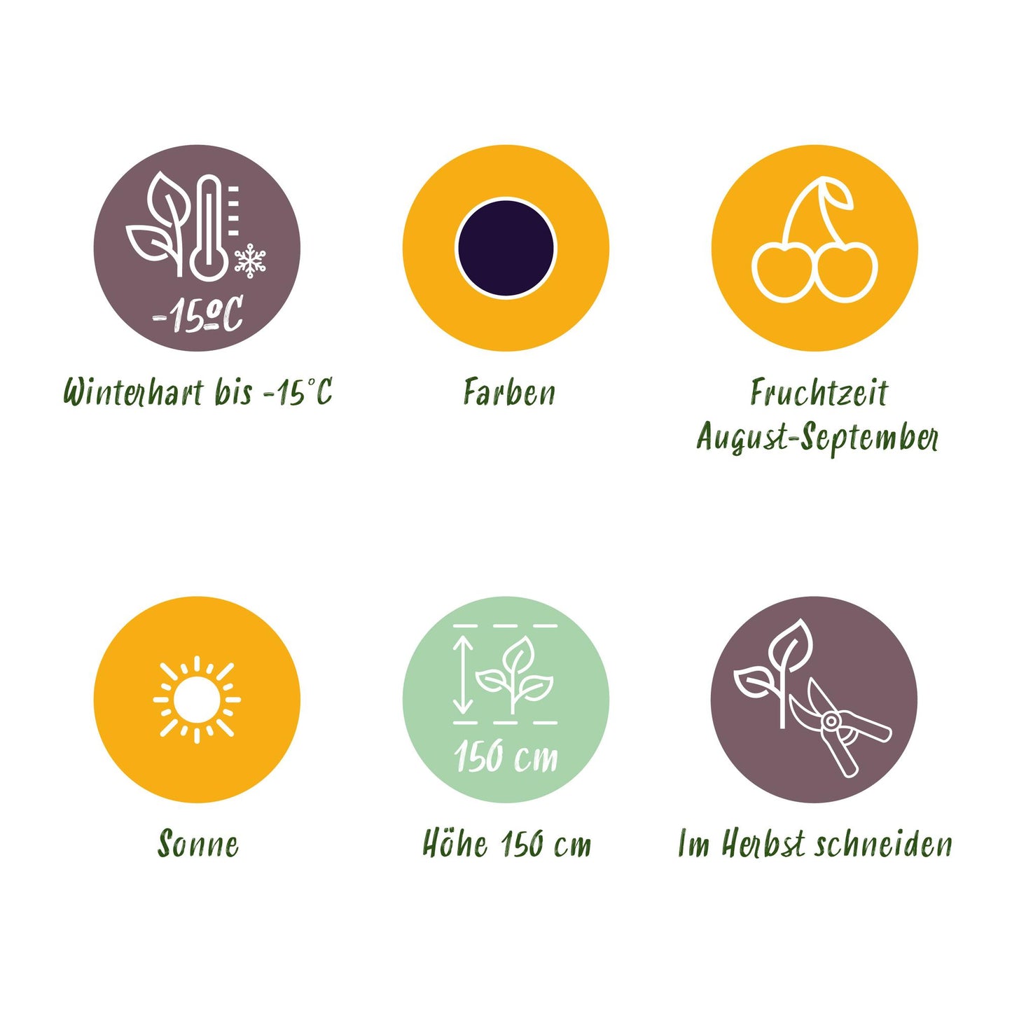 GreenboutiQ - Obstpflanzen - Dornlose Brombeere - Rubus Thornfree - Winterhart - 6 Pflanzen - Topf 9 cm - Schwarze Brombeere 