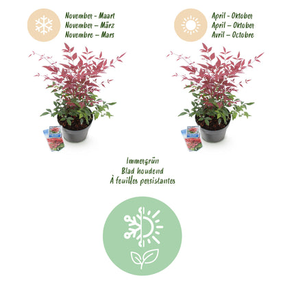 GreenboutiQ - Gartenpflanze - Nandina Obsessed - Rot - 1 Pflanze - Immergrün - Wenig Pflege - Topf 17cm Höhe 45cm 