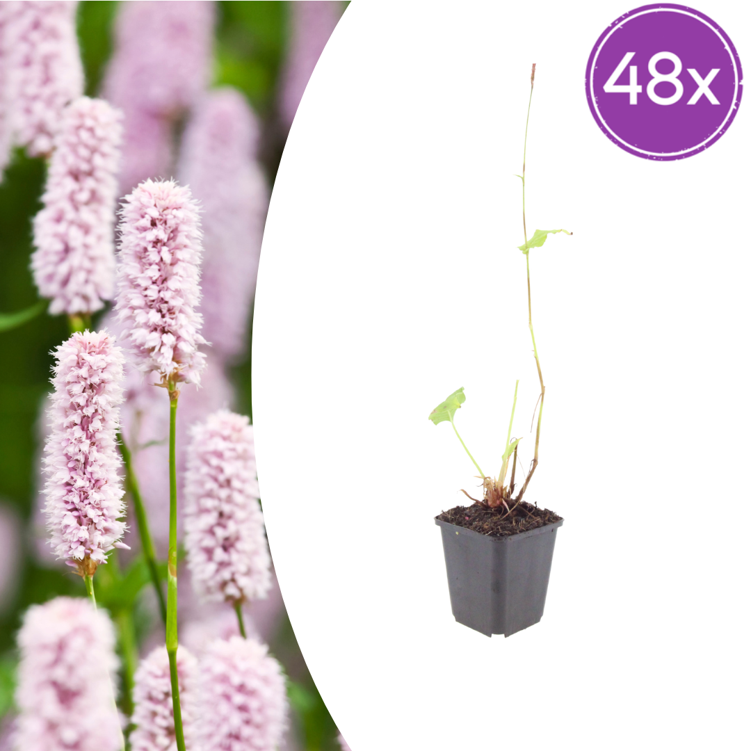 Persicaria bistorta – 48 Pflanzen – Ø9cm – Höhe 10-25cm – Sommerblühende Staude für Feuchtbeet, Teichrand & Naturgarten