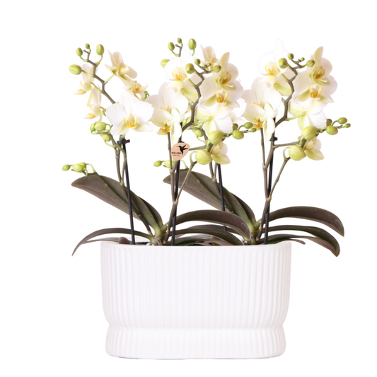 Kolibri Orchids | Diabolo Twin White | zwei weiße Lausanne Orchideen Ø9cm 