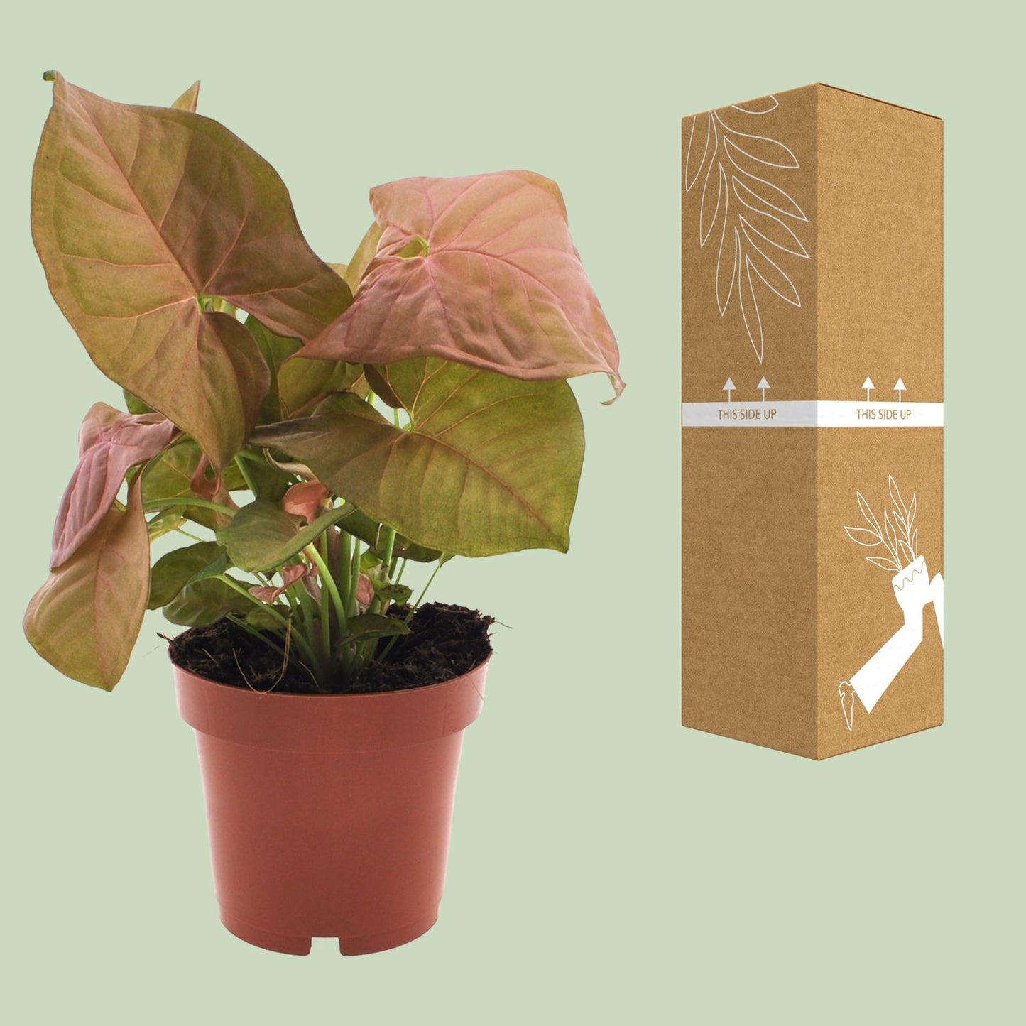 Purpurtute - Syngonium Neon - Zimmerpflanze - Ø12cm - ↕25cm