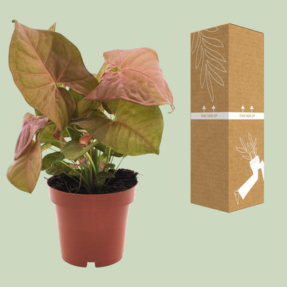 Purpurtute - Syngonium Neon - Zimmerpflanze - Ø12cm - ↕25cm