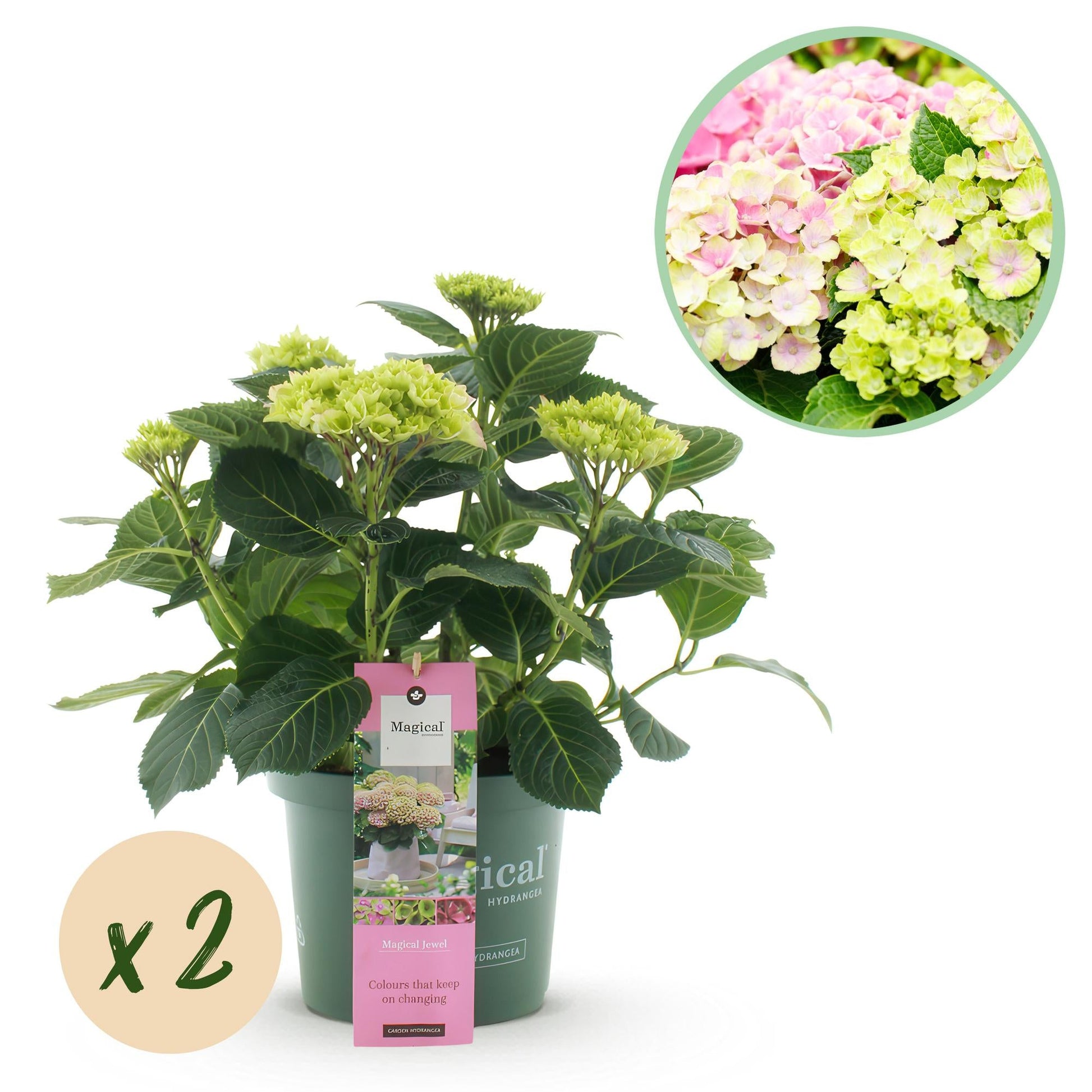 Hortensie Magical Jewel Pink – Rosa – 2 Pflanzen – Hydrangea macrophylla – Je im 23 cm Topf – Ca. 55 cm hoch – 6–10 Blüten – Für Beet, Terrasse & Balkon – Blühfreudig & pflegeleicht 