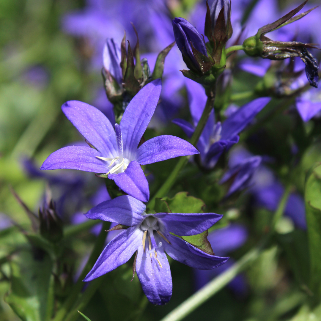 Polster-Glockenblume Campanula poscharskyana – 60 Pflanzen – 10-25cm – Ø9cm – Winterharte Bodendecker Staude – Blühpflanze für Mauer, Beet & Balkon