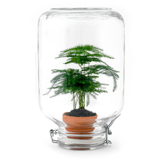 Flaschengarten - Terrarium - Easyplant - Asparagus