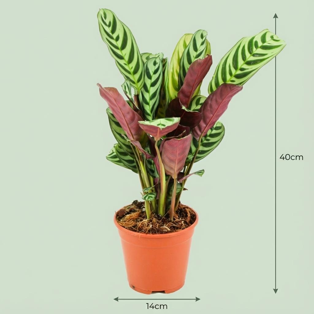 Korbmarante Ctenanthe Burle-Marxii Ø14cm Höhe35–40cm – Gebetspflanze mit Fischgrätenmuster – Dekorative Zimmerpflanze für Wohnraum & Büro – Luftfeuchteliebend 