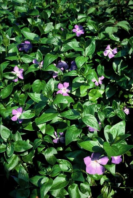 Großes Immergrün Vinca major – ↕10-25cm – Ø9cm – 12 Pflanzen – Winterhart, Immergrün & Bodendecker
