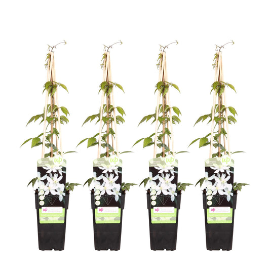 Waldrebe - Clematis Montana 'Grandiflora' – 4 Pflanzen - Winterharte Kletterpflanze mit weißen, duftenden Blüten – Ø15 cm Topf – Ca. 65 cm hoch – Perfekt für Pergolen, Zäune & Wände 