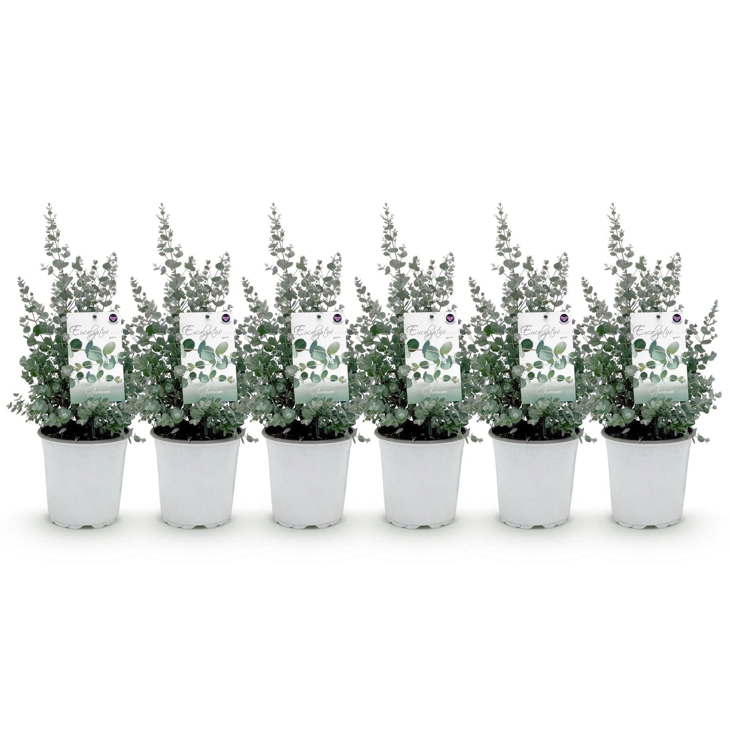 Eukalyptusbaum Eucalyptus gunnii – Grau – Terrassenpflanze - 6er-Set – Winterhart – Topf Ø17cm, Höhe 40cm – Duftende, pflegeleichte Pflanze für Garten, Terrasse & Balkon 