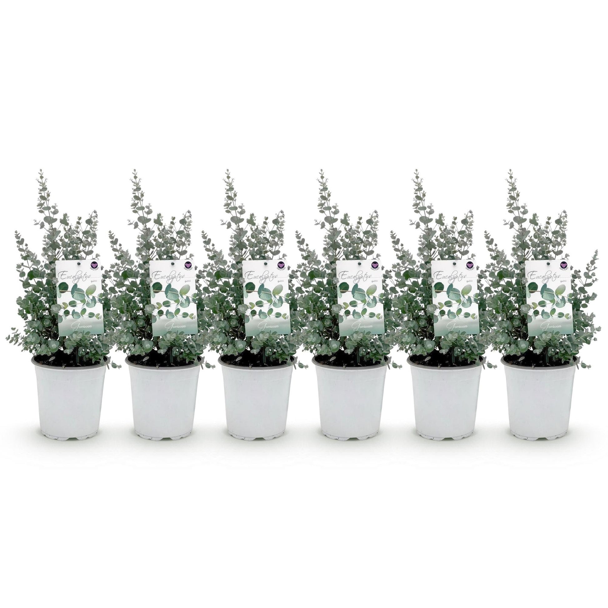 Eukalyptusbaum Eucalyptus gunnii – Grau – Terrassenpflanze - 6er-Set – Winterhart – Topf Ø17cm, Höhe 40cm – Duftende, pflegeleichte Pflanze für Garten, Terrasse & Balkon 