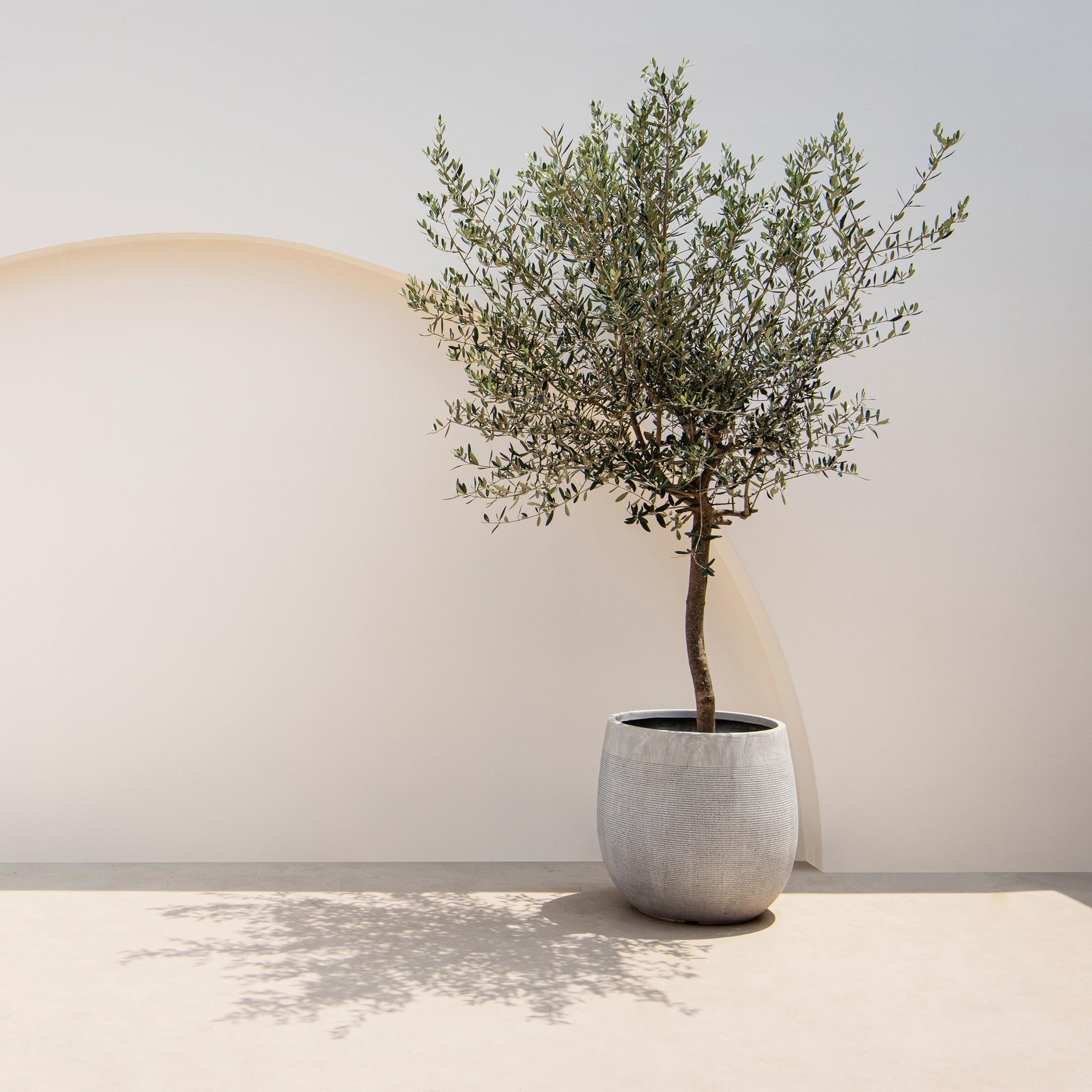 Olea Europaea Olivenbaum auf Stamm – Immergrüne Terrassenpflanze – Pflegeleicht – Ø19 cm – Höhe ca. 90 cm – Mediterranes Flair für Balkon & Garten 