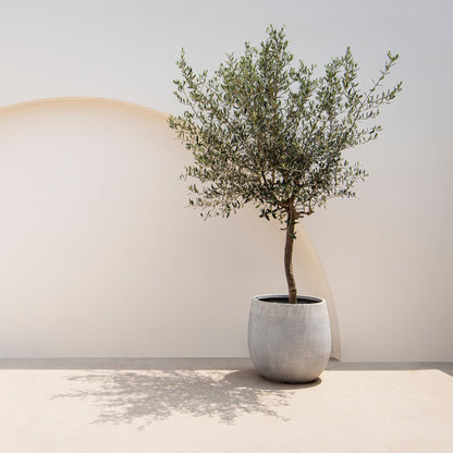Olea Europaea Olivenbaum auf Stamm – Immergrüne Terrassenpflanze – Pflegeleicht – Ø19 cm – Höhe ca. 90 cm – Mediterranes Flair für Balkon & Garten 