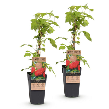 Green boutiQ - Fruit plant - Rubus idaeus Malling Promise - Raspberry plant - Hardy - Red Raspberry - 2 Plants - Pot 15cm - Height 50cm 