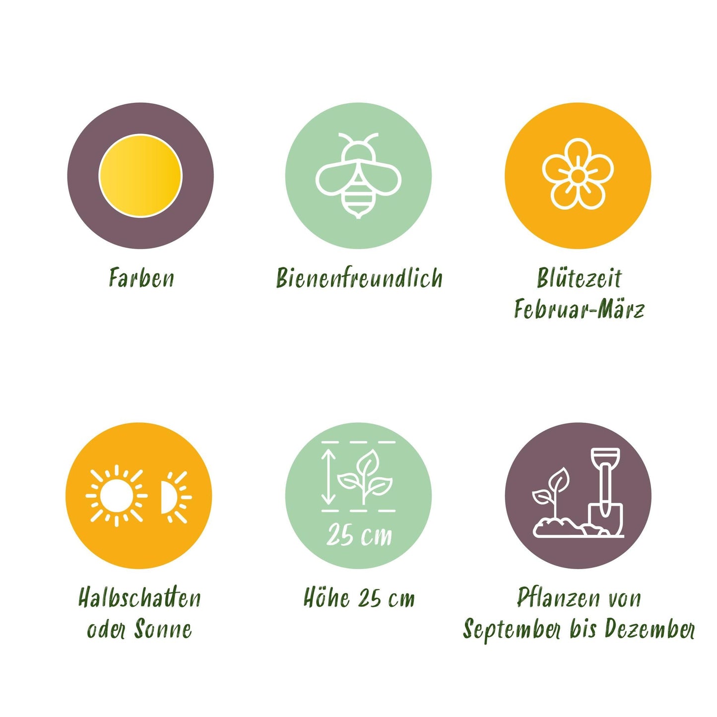 GreenboutiQ - Blumenzwiebeln - Eranthis Cilicica - Farbe Gelb - 25 Stück - Zwiebelgröße 4/5 - XXL Pack 