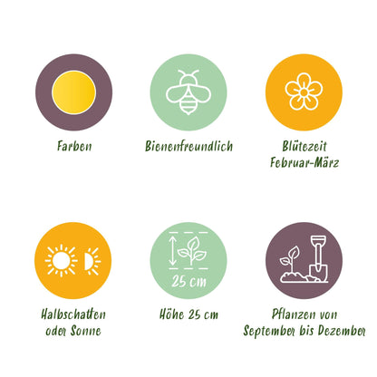 GreenboutiQ - Blumenzwiebeln - Eranthis Cilicica - Farbe Gelb - 25 Stück - Zwiebelgröße 4/5 - XXL Pack 