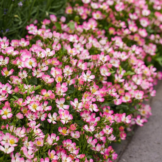 Gartenrose Rosa Cutie Pie 3er Set – winterhart rosa – Duftrose im Topf 12cm – Höhe 20-25cm – kompakter Rosenstrauch 30-40cm – lange Blüte für Beet, Hecke, Balkon & Terrasse 