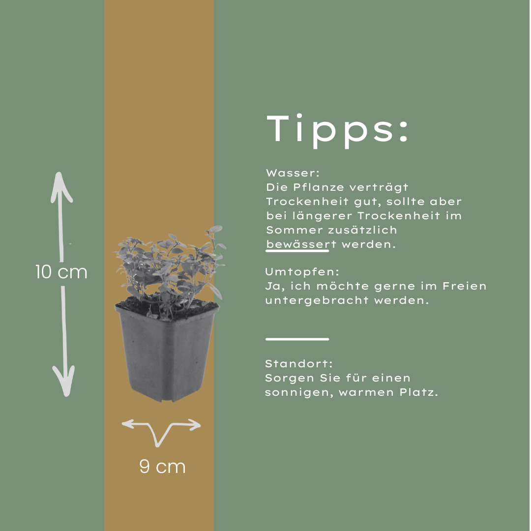 Origanum laevigatum Herrenhausen – 60 Pflanzen – Ø9cm – Höhe 10-25cm – Winterharter Zieroregano – Bienenfreundlich – Für Beet, Steingarten & Präriegarten