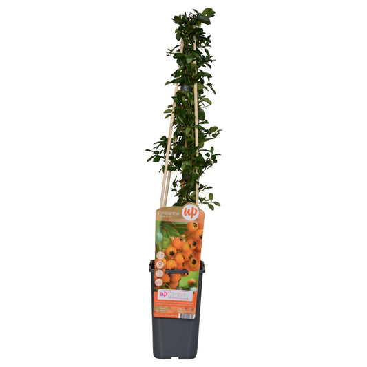 Feuerdorn - Pyracantha 'Soleil d’Or' - Ø15cm ↕65cm - Immergrüner Strauch mit gelben Beeren - Winterhart & vogelfreundlich 