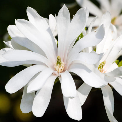 GreenboutiQ - Gartenpflanze - Magnolia stellata Royal Star - Blüte Weiß - 3 Pflanzen - Laubabwerfend - Wenig Pflege - Topf 12cm Höhe 30cm 