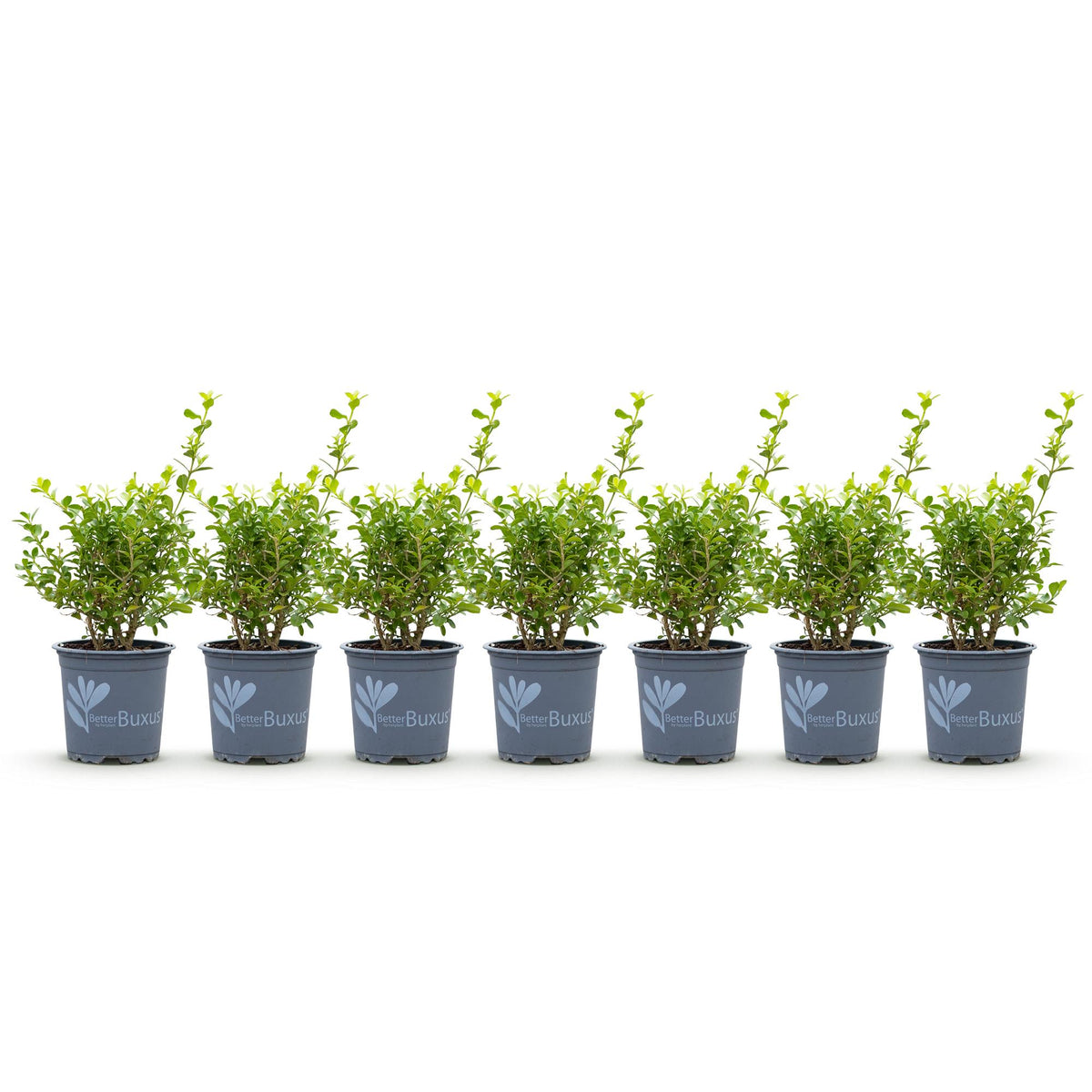 GreenboutiQ - Buxus Hecke - BetterBuxus Babylon Beauty - Resistent gegen die Buxuskrankheit - 7 Pflanzen - 1 laufender Meter - Topf 10,5cm Höhe 25-30 