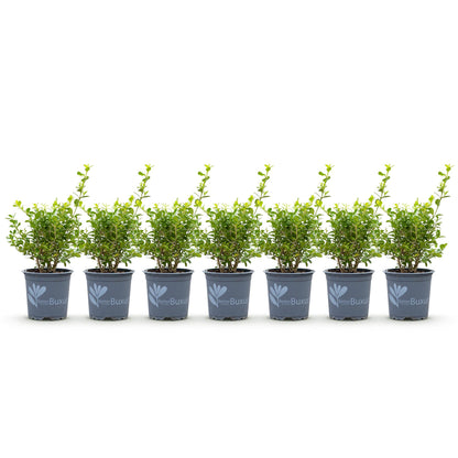 GreenboutiQ - Buxus Hecke - BetterBuxus Babylon Beauty - Resistent gegen die Buxuskrankheit - 7 Pflanzen - 1 laufender Meter - Topf 10,5cm Höhe 25-30 