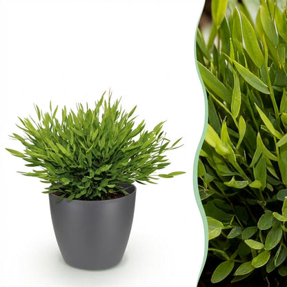 Green boutiQ - Zimmerpflanze - Bamusa Pogonatherum Monica - Bambusgras - Haustierfreundliche Pflanze - Grün - 1 Pflanze - mit Potter Grau - Topf 12cm - Höhe 20cm 