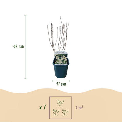 Zierliche Deutzie - Deutzia Gracilis - Blüte Weiß - Strauch - Laubabwerfend - Wenig Pflege - Topf 17cm Höhe 45cm