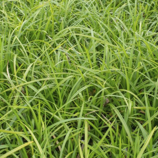 Carex morrowii 'Irish Green' – 48 Pflanzen – ↕10-25cm – Ø9cm – Immergrüner Bodendecker – Pflegeleicht & winterhart