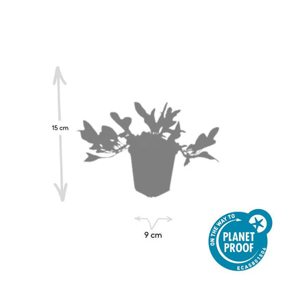 Schneckenknöterich Persicaria aff. 'Darjeeling Red' – ↕10-25cm – Ø9cm – 20 Pflanzen – Farbiges Laub & Pflegeleicht – Staude für Beete