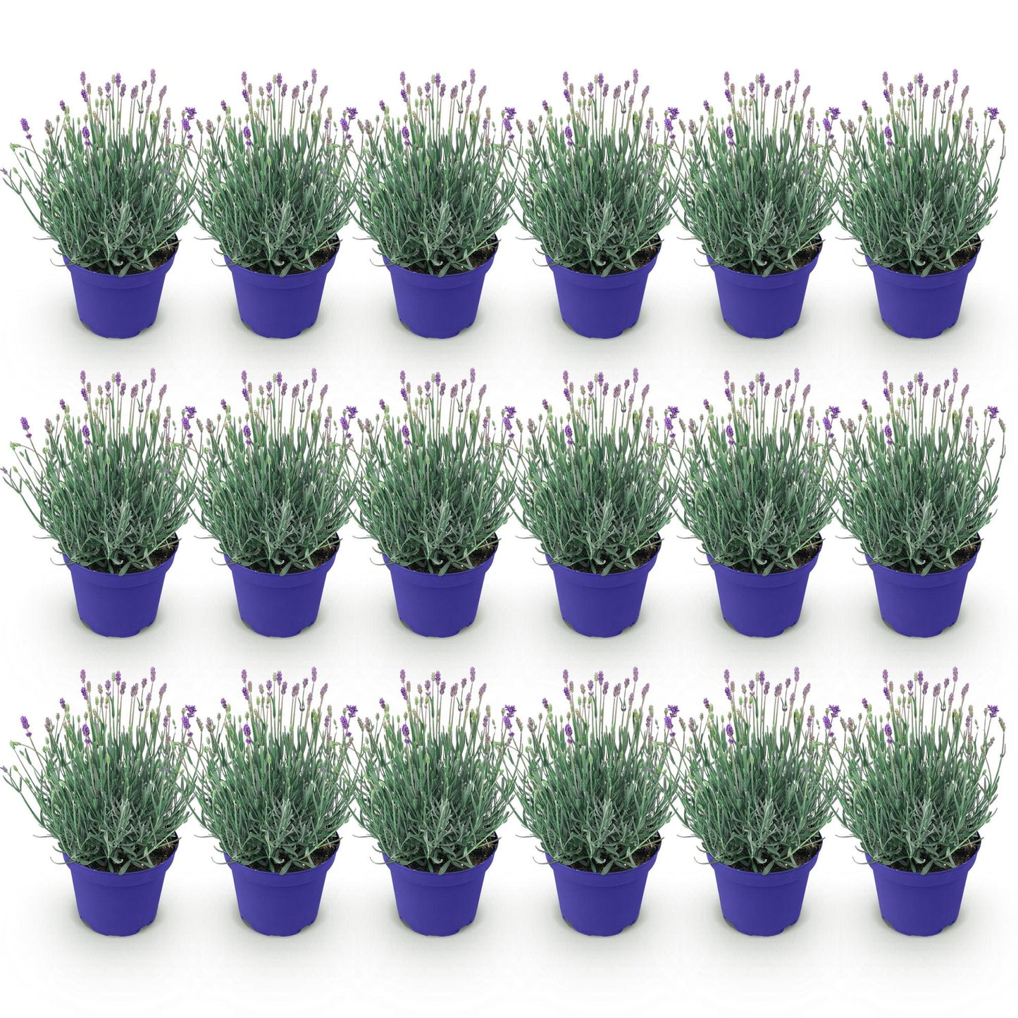 GreenboutiQ - Gartenpflanze - Lavandula angustifolia Hidcote - Lavendel - Winterhart - Lila - 18 Pflanzen - Topf 12cm - Höhe 15-25cm 