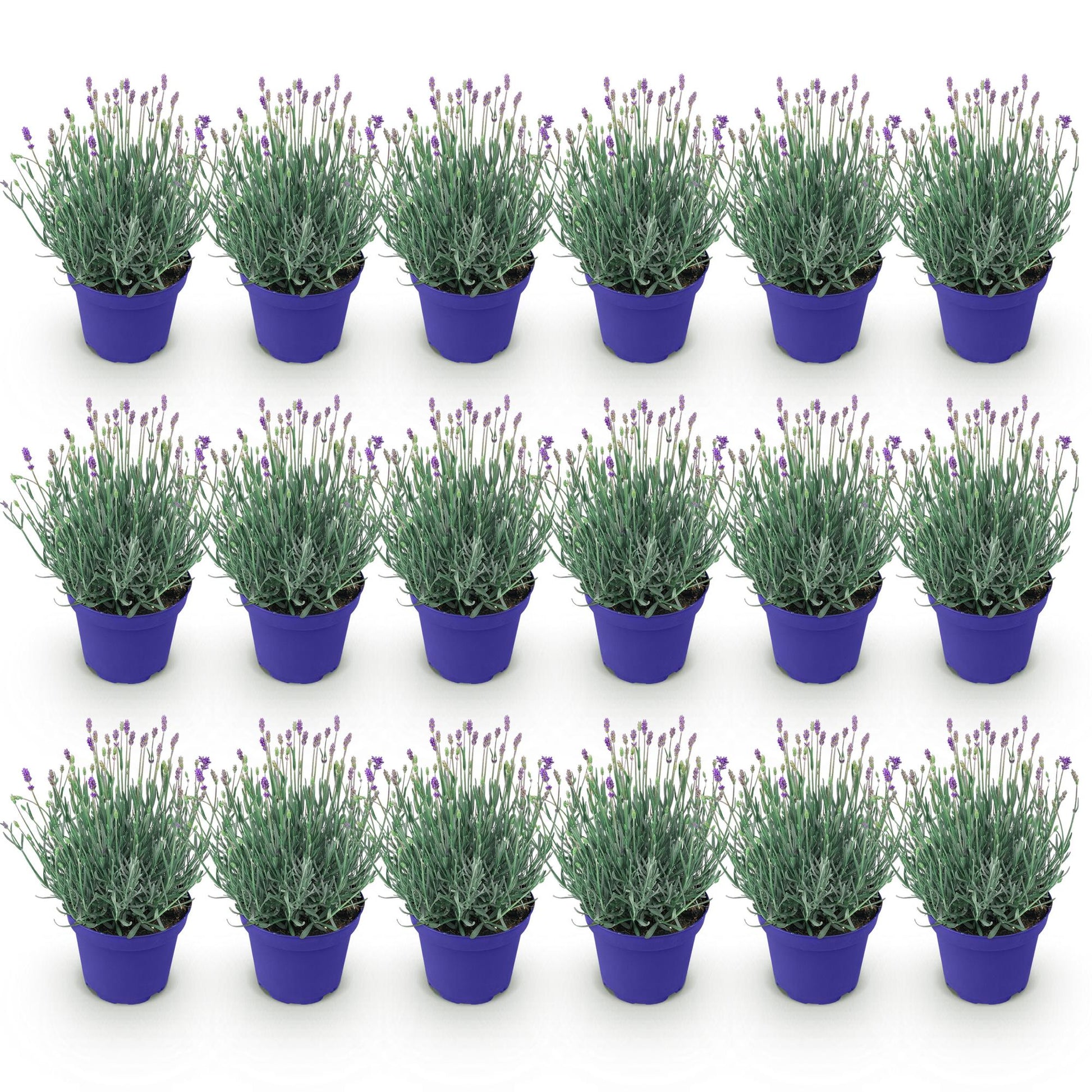GreenboutiQ - Gartenpflanze - Lavandula angustifolia Hidcote - Lavendel - Winterhart - Lila - 18 Pflanzen - Topf 12cm - Höhe 15-25cm 