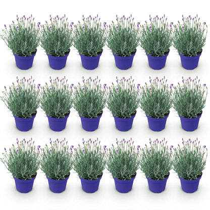 GreenboutiQ - Gartenpflanze - Lavandula angustifolia Hidcote - Lavendel - Winterhart - Lila - 18 Pflanzen - Topf 12cm - Höhe 15-25cm 