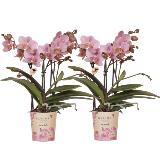 Kolibri Orchids | KOMBI-ANGEBOT mit 2 Phalaenopsis-Orchideen - Treviso - Topfgröße Ø9cm | Blühende Zimmerpflanze - Frisch vom Züchter 