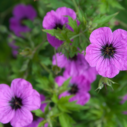 Geranium macrorrhizum Bevan's Variety – 60 Pflanzen – Ø9cm – Höhe 10-25cm – Winterharte Bodendecker Staude – Rosa Blüten – Pflegeleicht für Beet & Garten