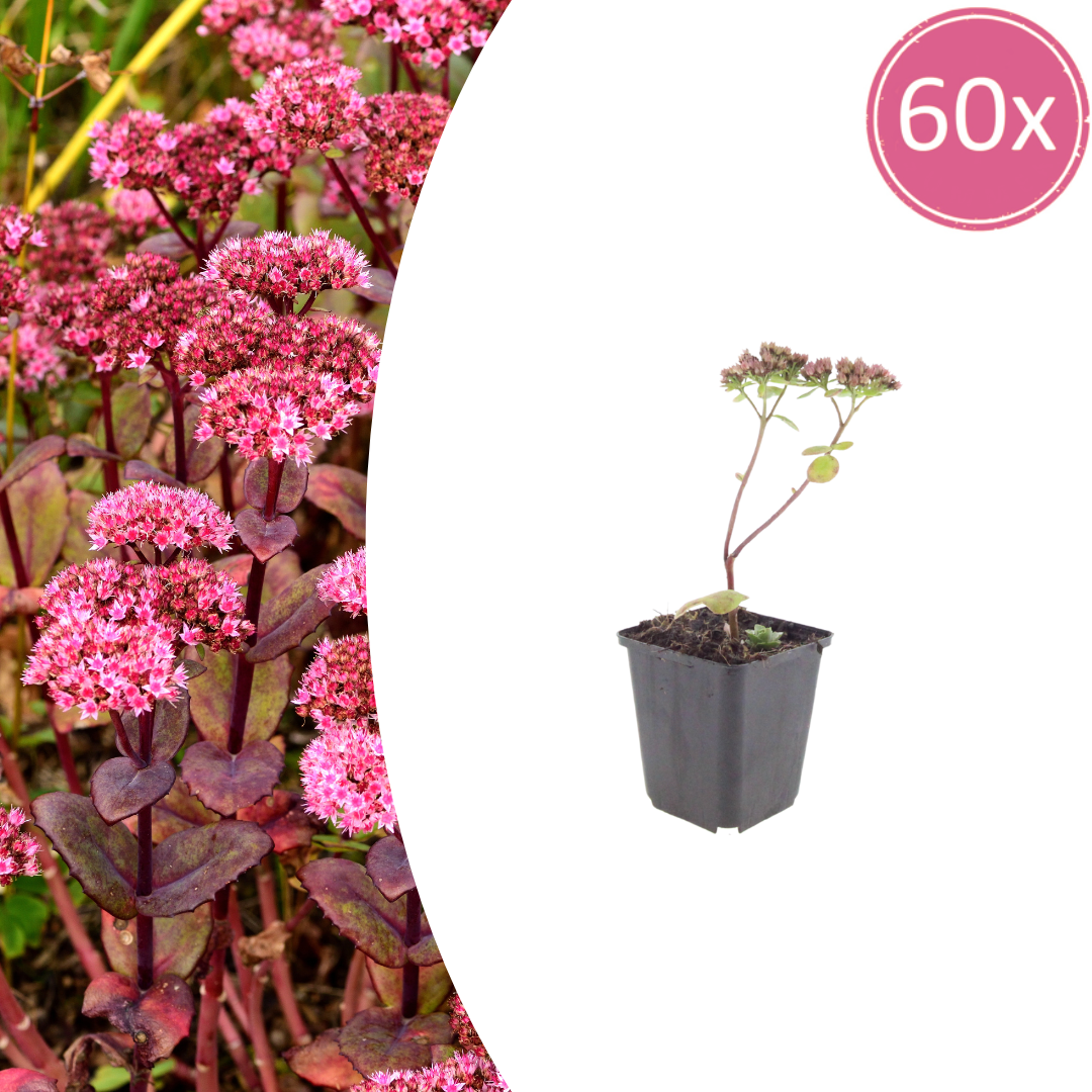 Sedum Matrona – 60 Pflanzen – Ø9cm – Höhe 10-25cm – Winterharte Fetthenne – Dunkelrosa Blüten – Trockenheitsresistent für Beet, Steingarten & Dachbegrünung