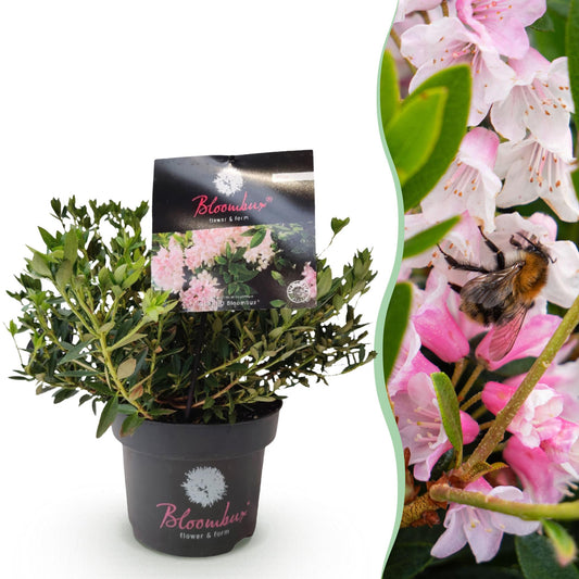 Green boutiQ - Zwerg-Rhododendron - Rhododendron Bloombux Licht Pink - Blühender Buxus - Wenig Pflege - Helle Rosa Blüte - 1 Pflanze - Topf 17 cm - Höhe 30-40 cm 
