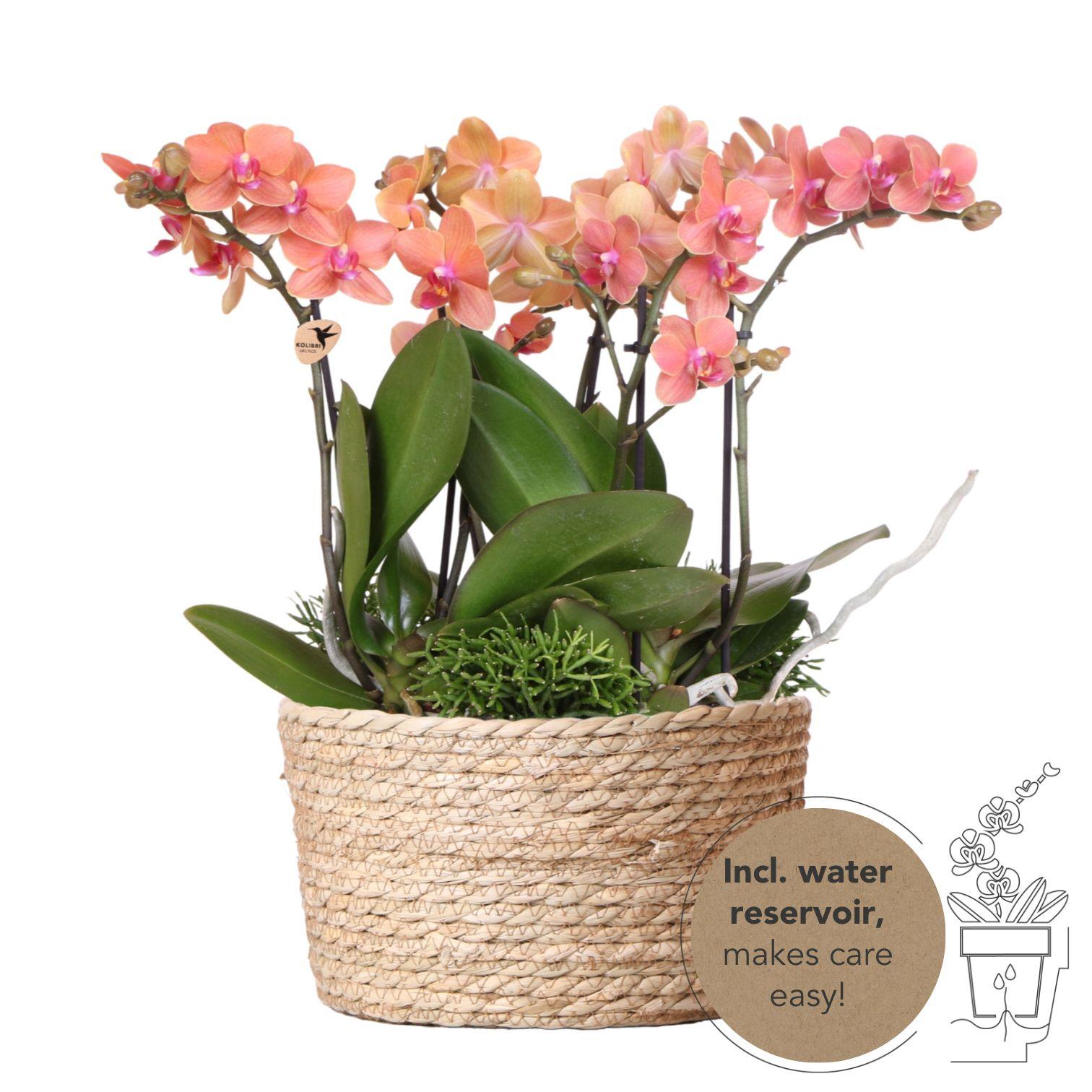Kolibri Orchids | orangefarbenes Pflanzenset im Schilfkorb inkl. Wassertank | drei orangefarbene Orchideen Bozen 9cm und drei Grünpflanzen Rhipsalis | Dschungelstrauß orange mit autarkem Wassertank 