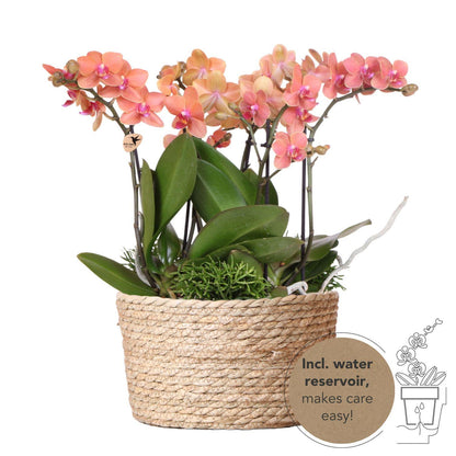 Kolibri Orchids | orangefarbenes Pflanzenset im Schilfkorb inkl. Wassertank | drei orangefarbene Orchideen Bozen 9cm und drei Grünpflanzen Rhipsalis | Dschungelstrauß orange mit autarkem Wassertank 