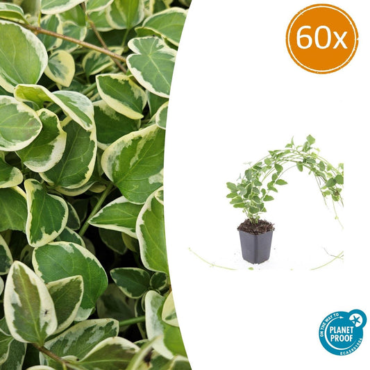 Kleines Immergrün Vinca major 'Variegata' – ↕10-25cm – Ø9cm – 60 Pflanzen – Immergrüner Bodendecker – Violette Blüten – Pflegeleicht